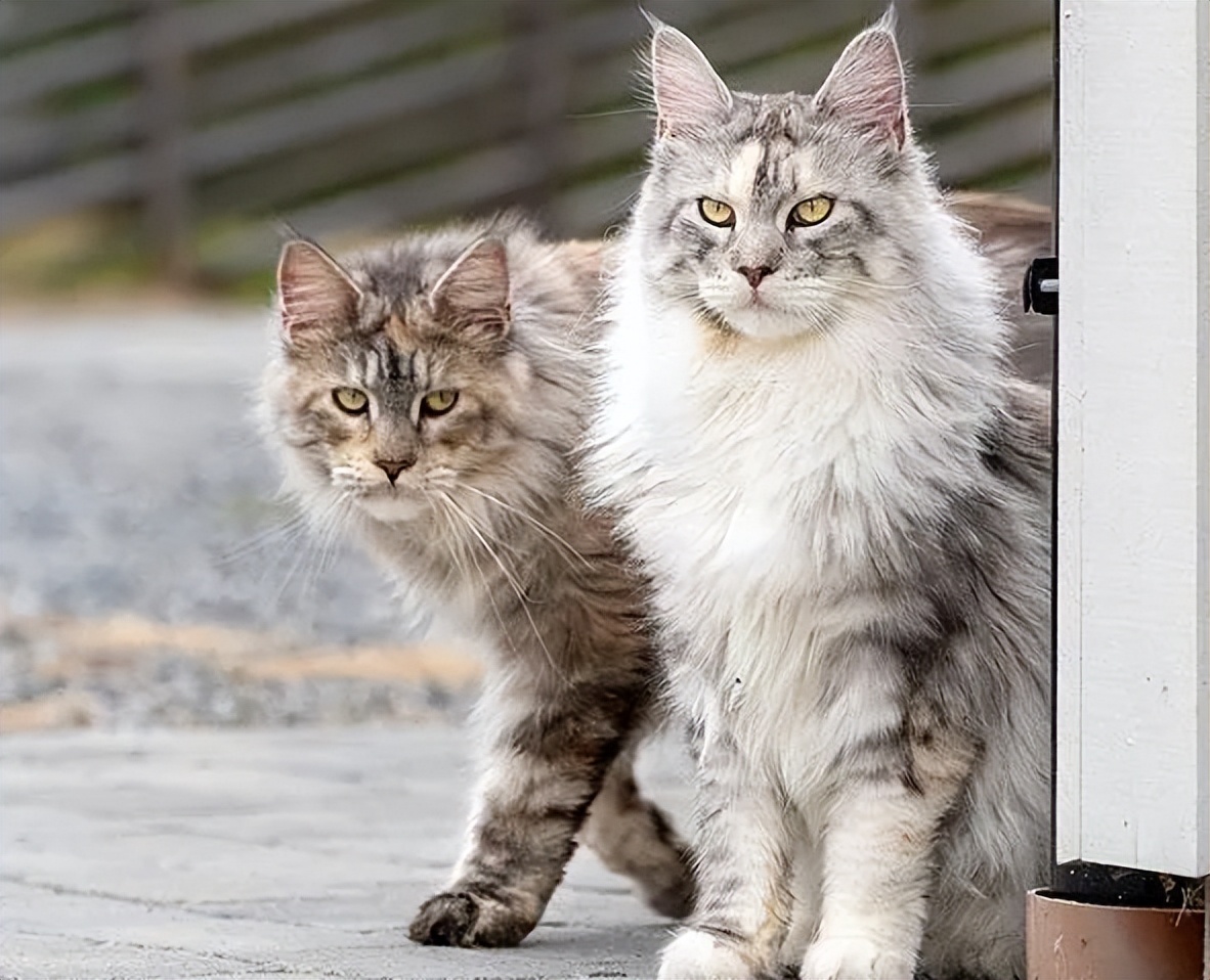 雪中精灵缅因猫,萌宠成长日记缅因猫