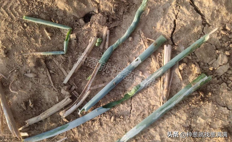 葱管里的虫打什么药效果好,葱管虫怎么治疗最有效