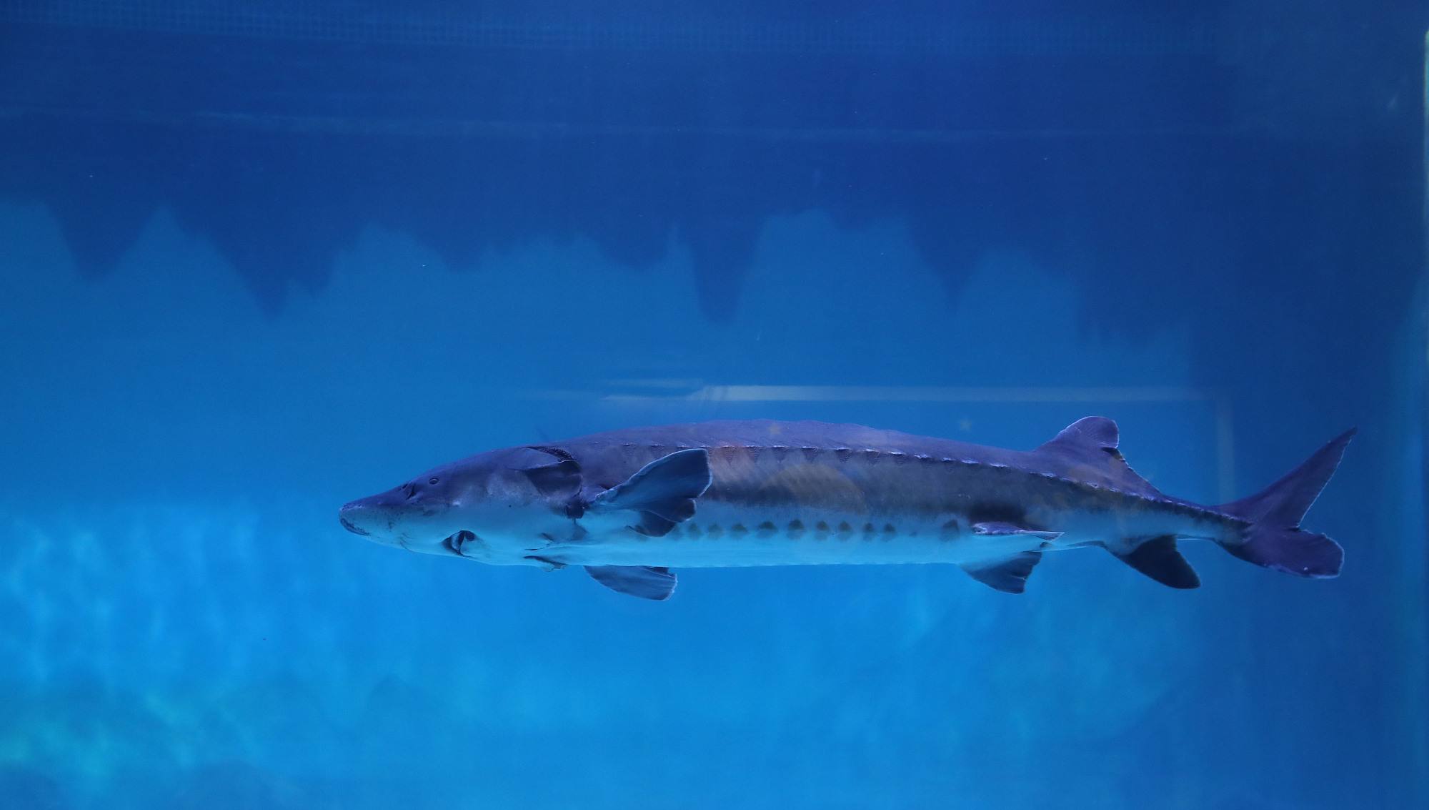 江豚回归禁渔带来长江种群新变化,长江十年禁渔江豚会恢复种群吗