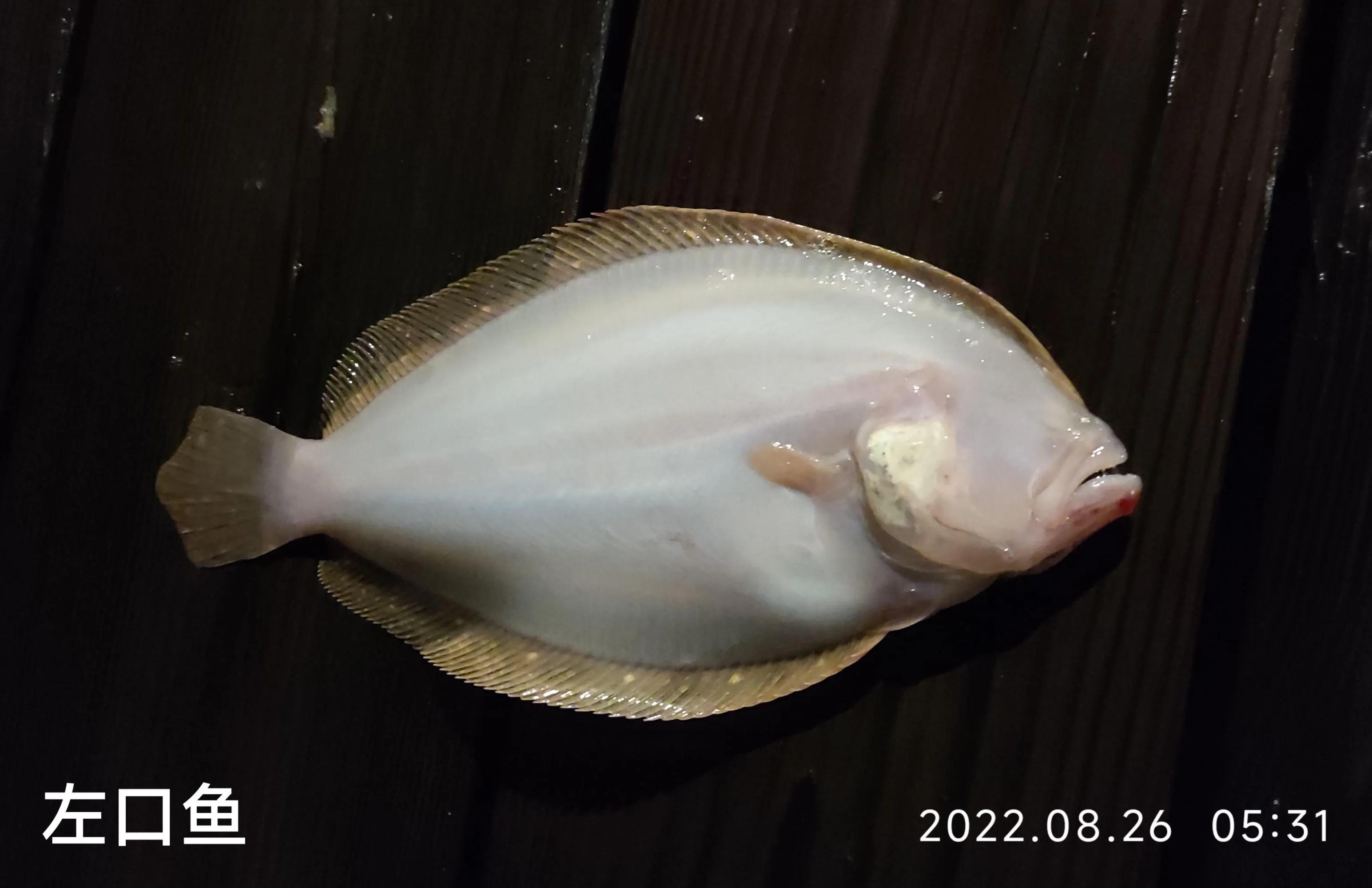 20种常见海鱼,十大常见野生海鱼