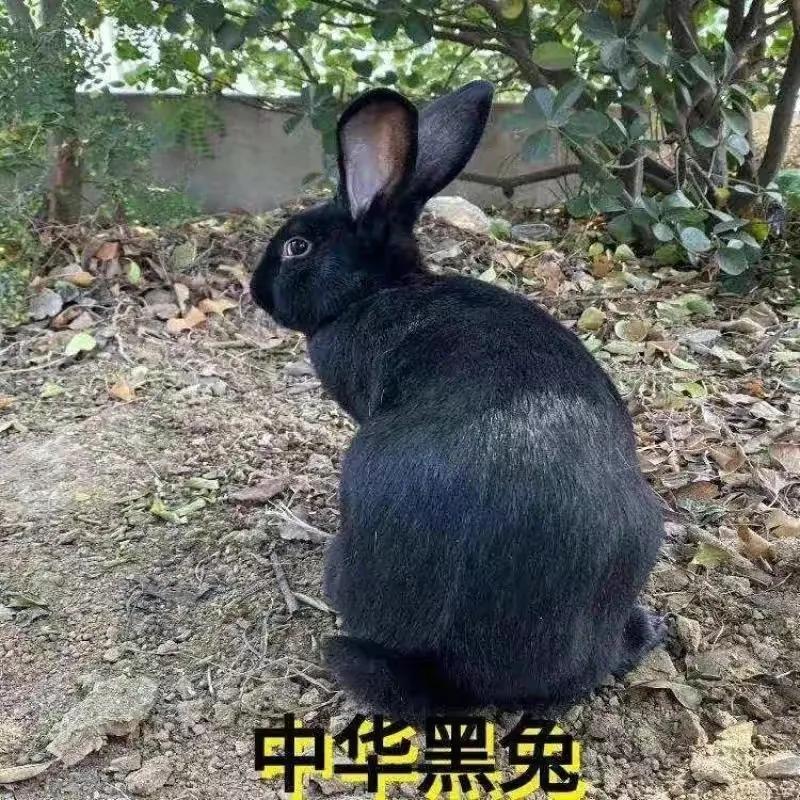 1963兔年出生今年多少岁,兔年出生中国人有多少亿