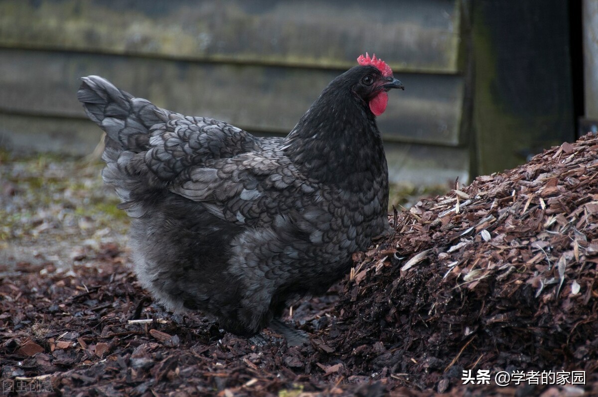 梅州坐月子用什么洗澡,梅州人坐月子吃什么