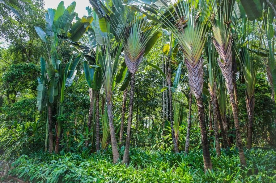 南洋夏令营丨暑期研学地点推荐——「云南西双版纳」探秘傣族文化