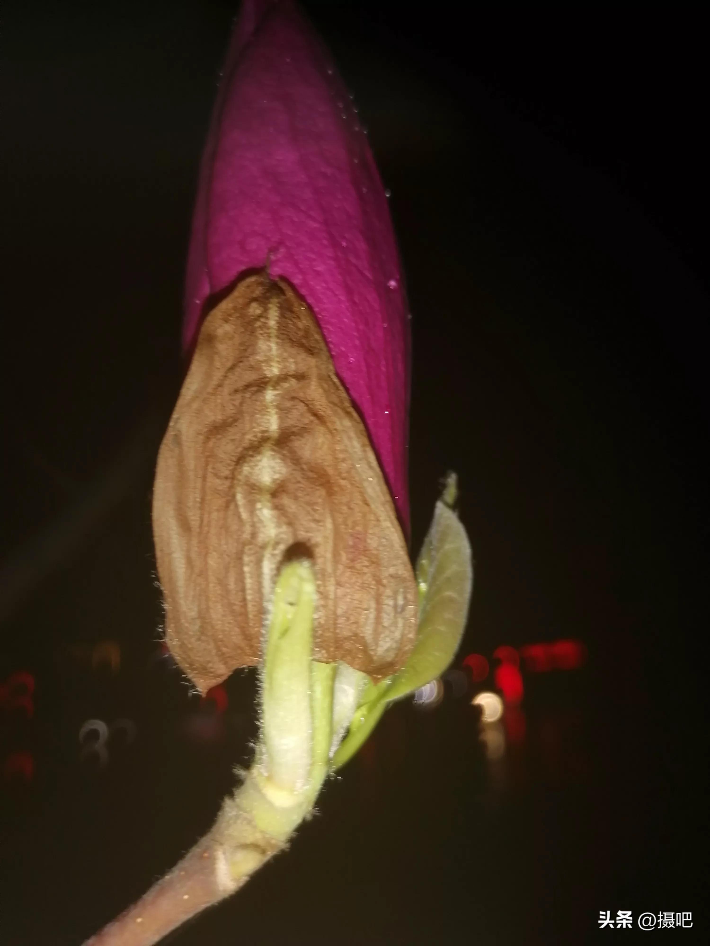 雨夜玫瑰背景图,玫红色唯美图片