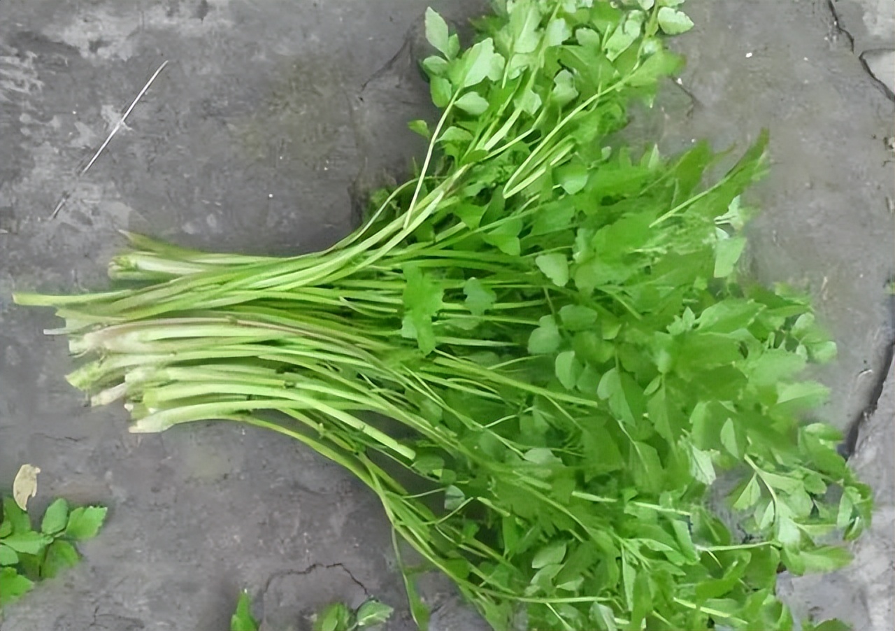 为啥癌症越来越多？建议：7种“自带毒素”的野菜，能别吃就别吃