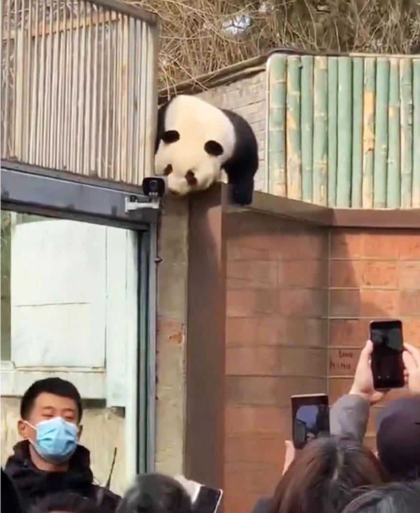 北京动物园有大熊猫丫丫吗,大熊猫丫丫送到动物园的视频