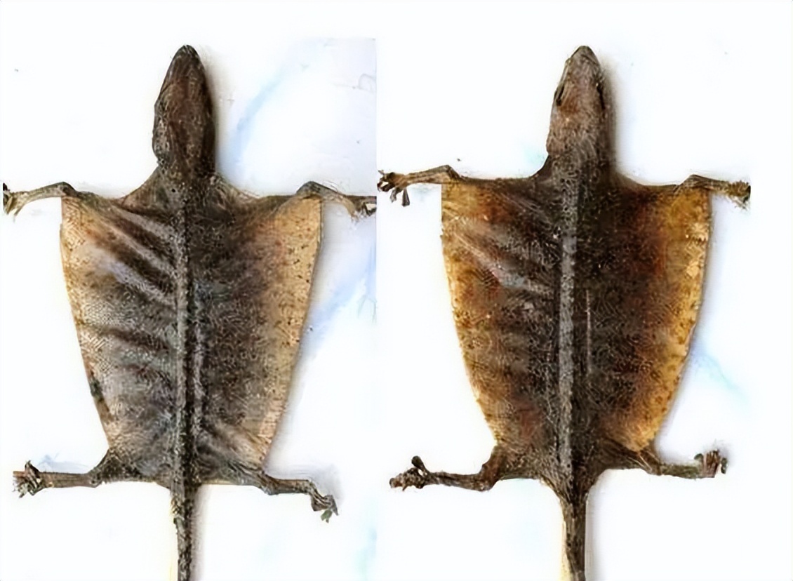 慢阻肺患者的坎坷求医之路，中药清热宣肺、降逆平喘破解慢阻肺