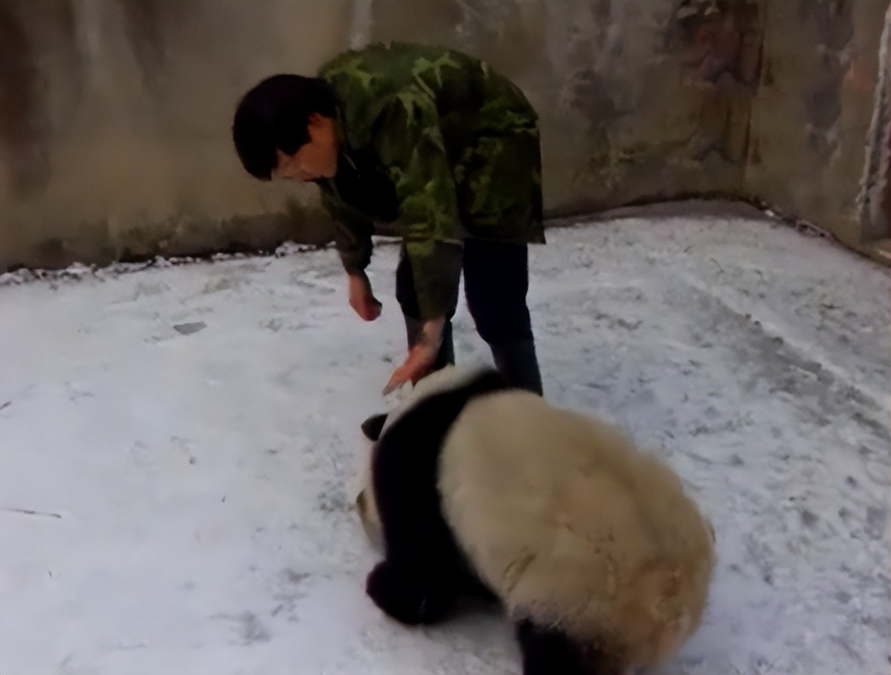 大熊猫高高成长,野生大熊猫高高学爬树