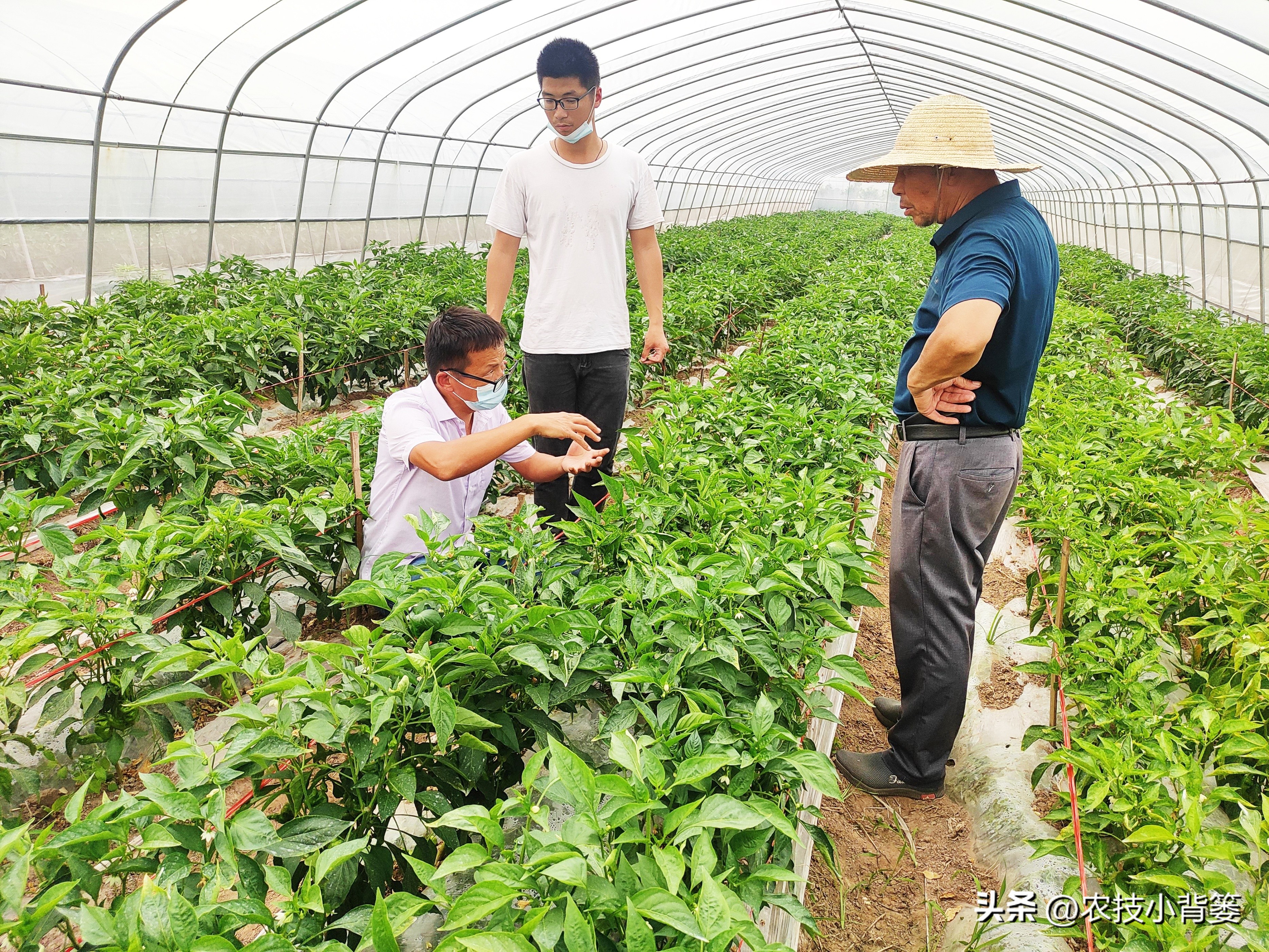 粉虱虫打什么农药,粉虱要用什么农药才能消灭