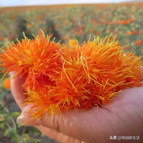 藏红花最便宜多少钱,藏红花最便宜