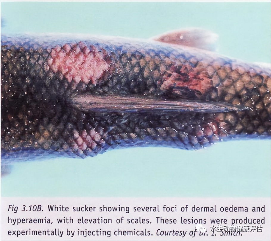 鱼类正常皮肤及其浅表疾病