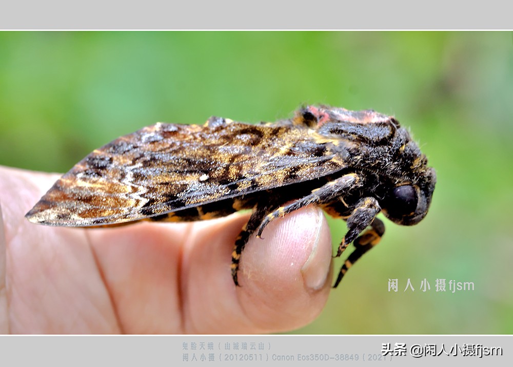 近距离拍摄昆虫小动物,常见昆虫微距摄影活动