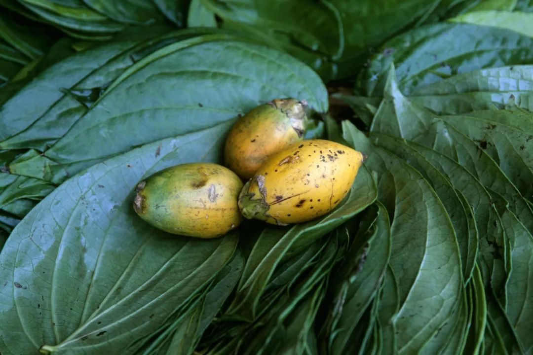 饭后嚼槟榔,吃槟榔养生吗