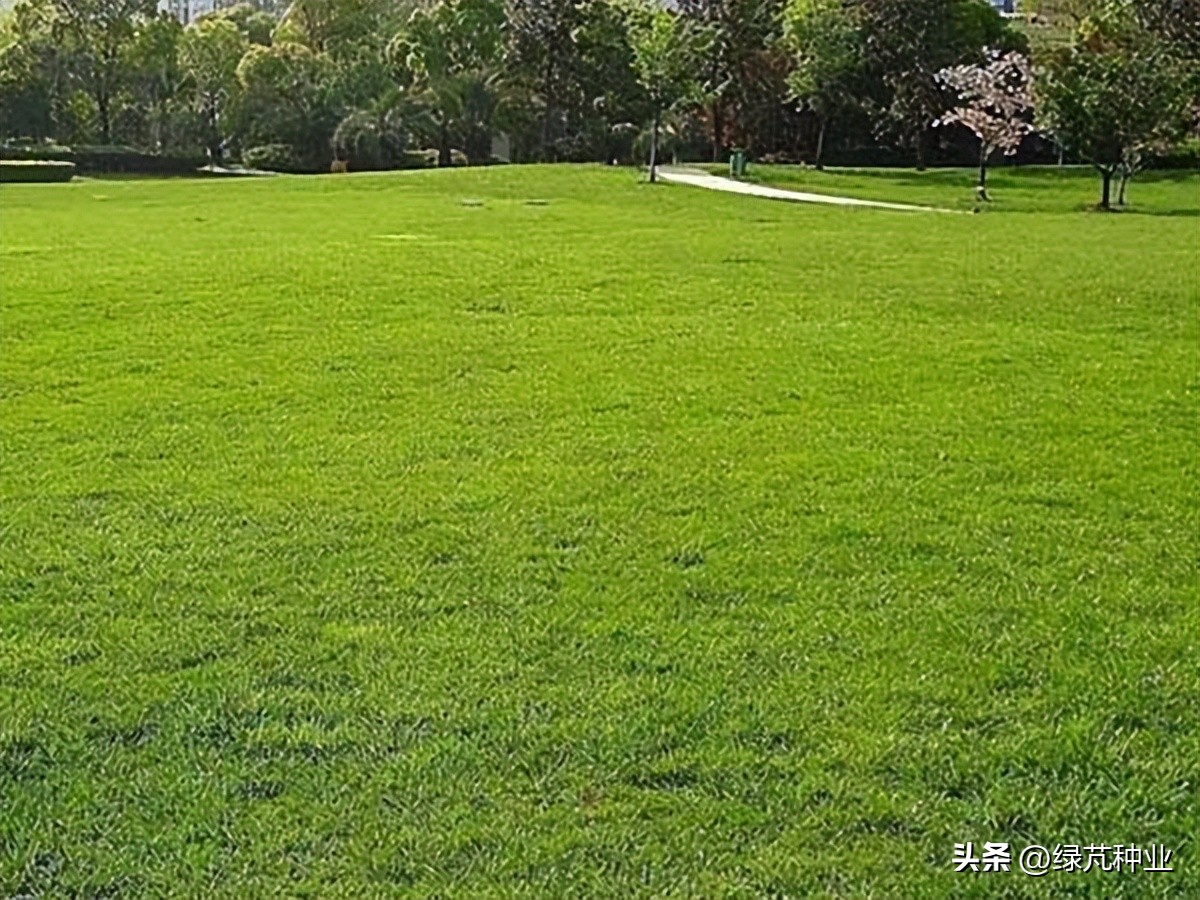 草坪草的一般特征有哪些图片,草坪草独特特点