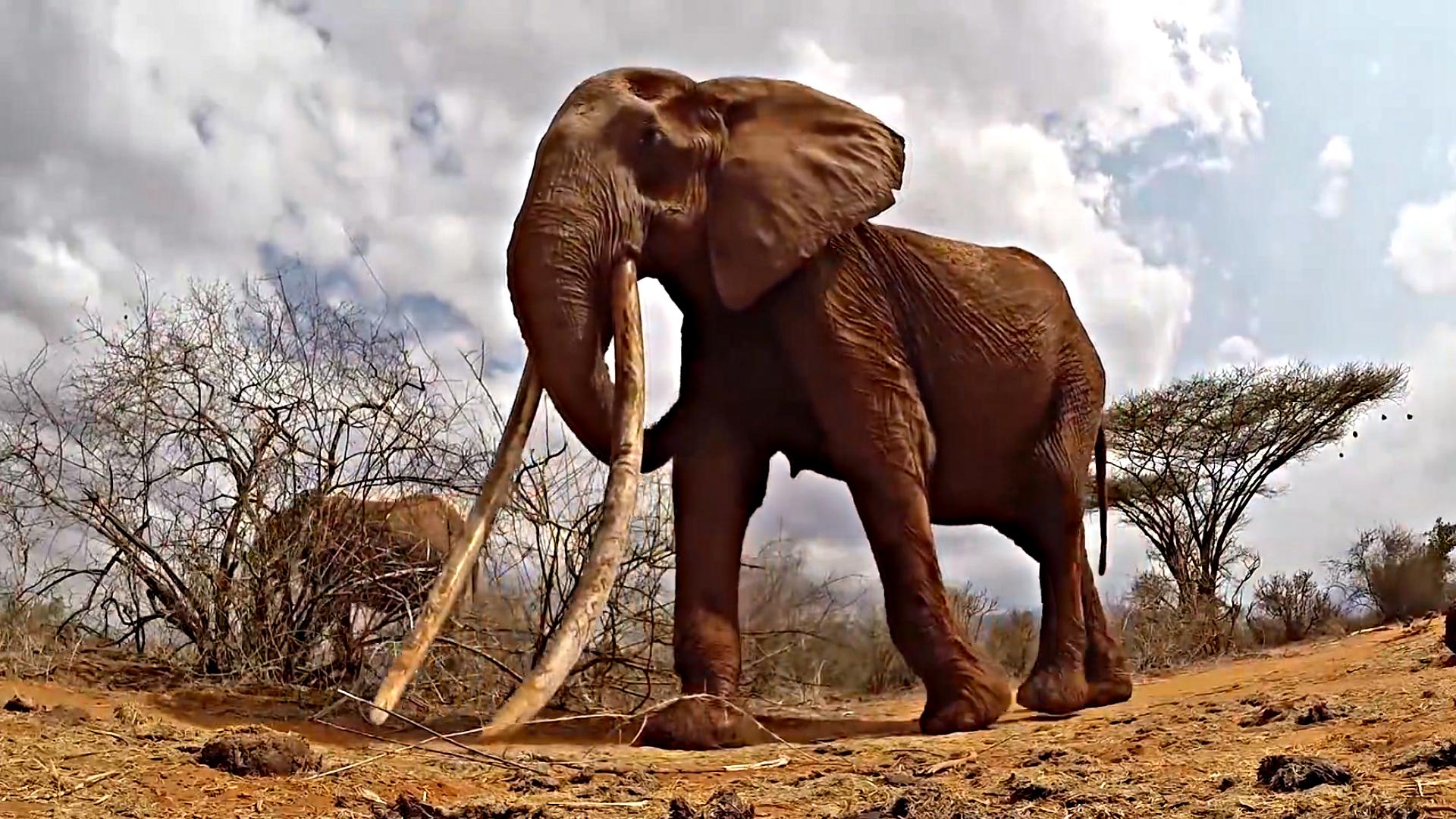 非洲人宁愿吃蚊子吃蜗牛，也不愿吃大象肉，究竟是什么原因？