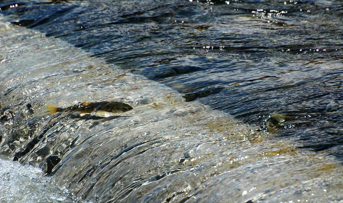 湟鱼洄游全过程,湟鱼洄游障碍