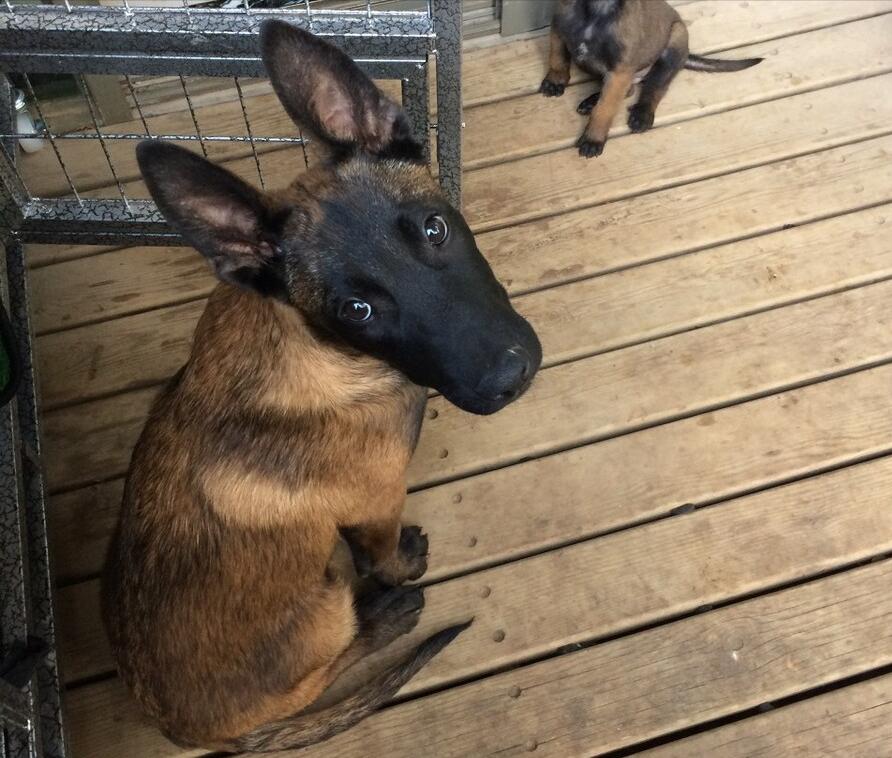 马犬是不是骗人的,马犬的十个不养理由和特点