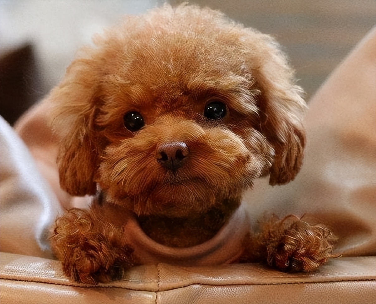 泰迪最想告诉你的几件事,泰迪知道什么秘密