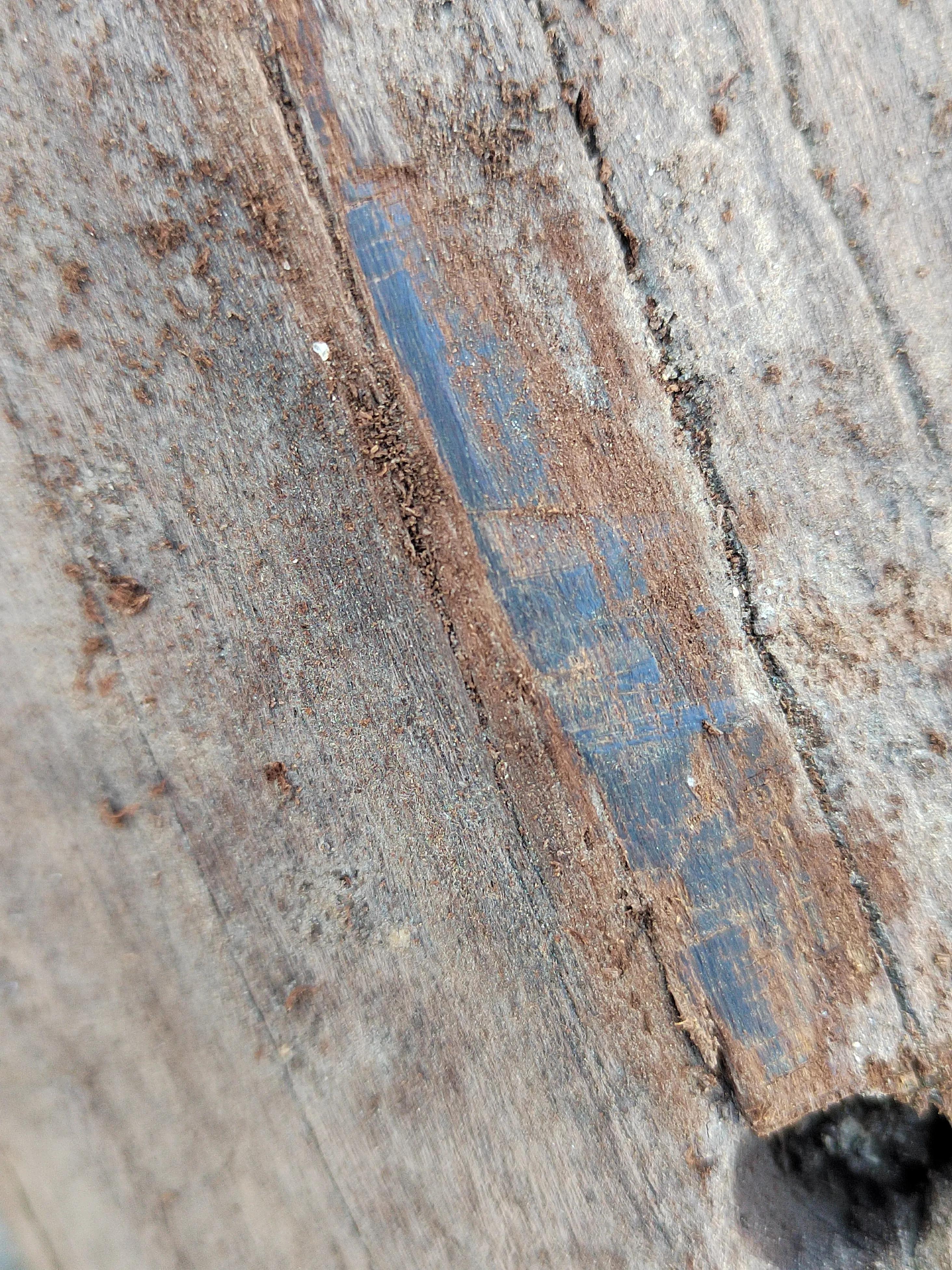 白奇楠莺歌绿奇楠黑奇楠哪个好,黑奇楠和白奇楠沉香哪个好