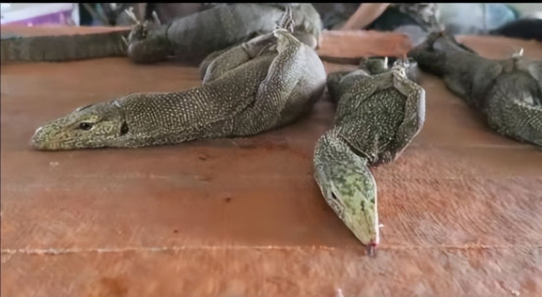 丛林探险美食大全,真正的丛林美食有哪些