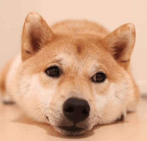 狗狗和你不亲,狗狗见人不亲也不叫