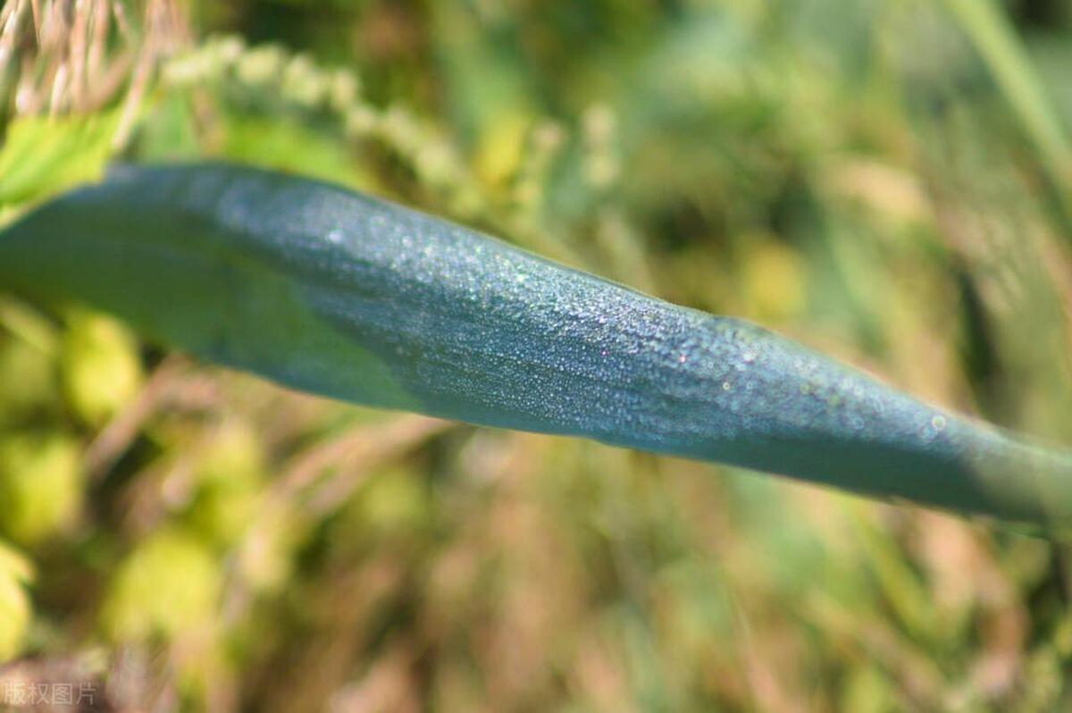 嘉兴蛋黄肉粽的粽叶是什么叶子,一个粽叶包粽子买多宽的叶子