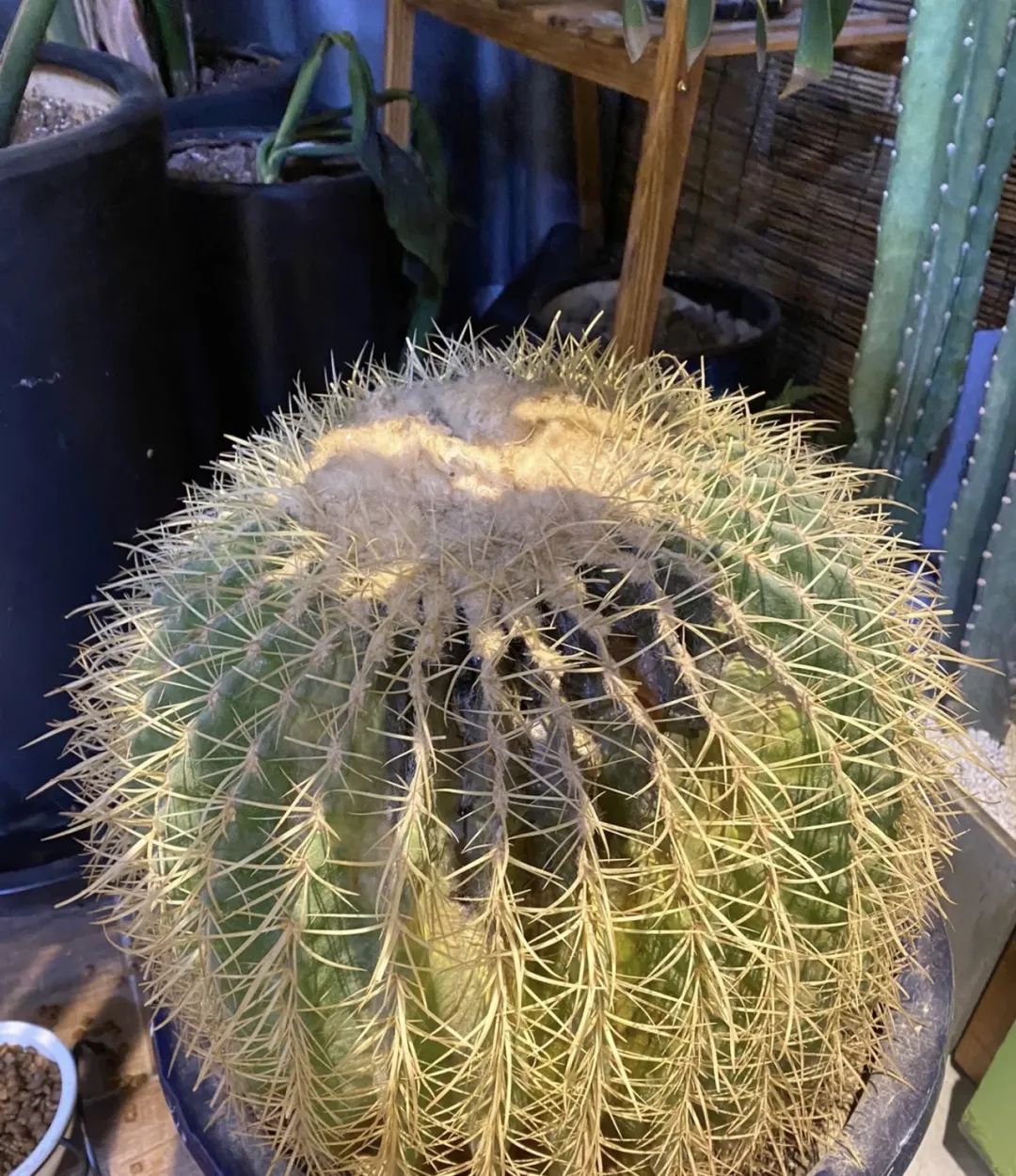 5种花别乱养香味有毒,5种花浇不死浇水越多长得越旺