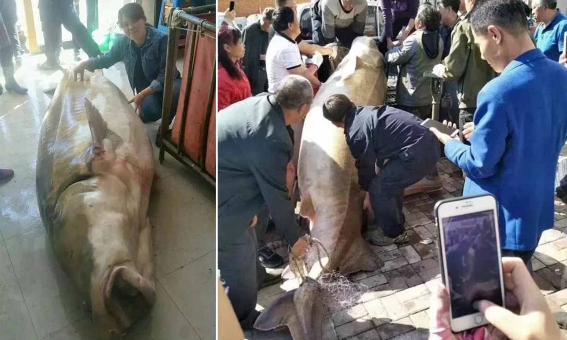 世界上发现的最大鳇鱼,黑龙江大鳇鱼是国家保护动物吗