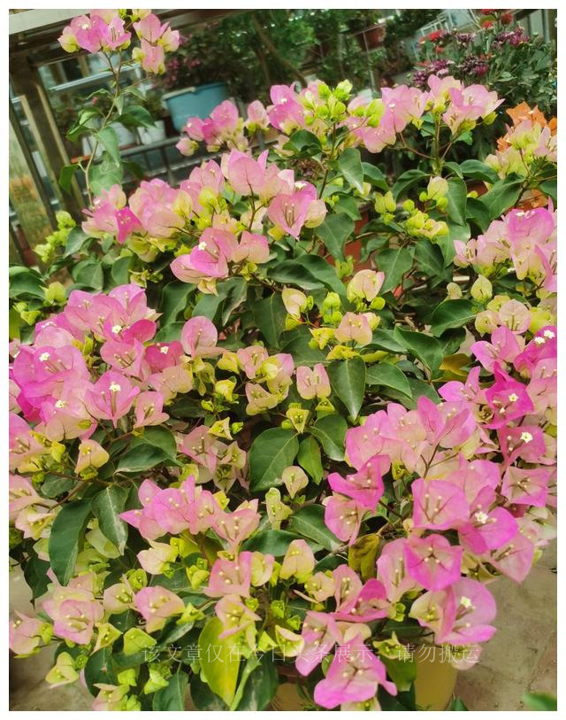 春季热卖花,3月份到4月份花品种大全