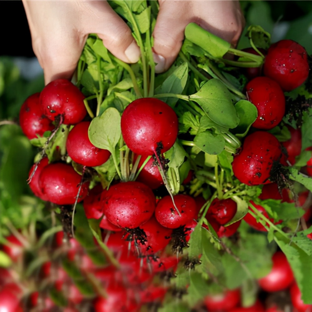 阳台种菜可以多茬采收,在阳台种菜最快采收的五种蔬菜