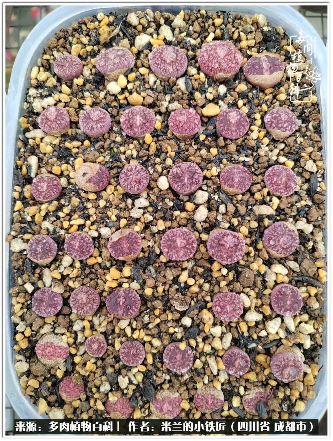 生石花好养吗怎么养护的,生石花的养殖方法和注意事项