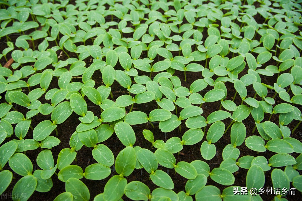 蔬菜种植的实践报告,蔬菜育苗技术大全