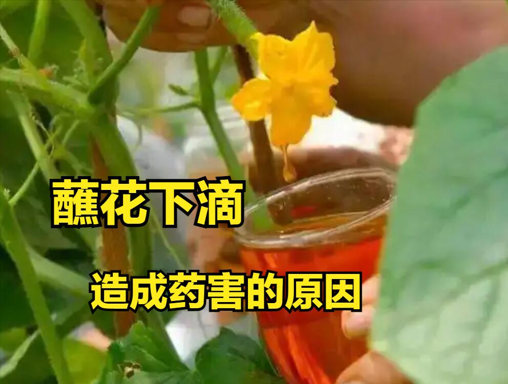 人工授粉坏处,人工授粉后的禁忌