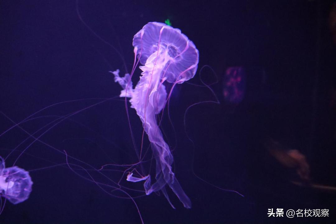 蔚蓝做苍穹，鱼儿变繁星！新川学子，走进浩海立方，探秘无限海洋