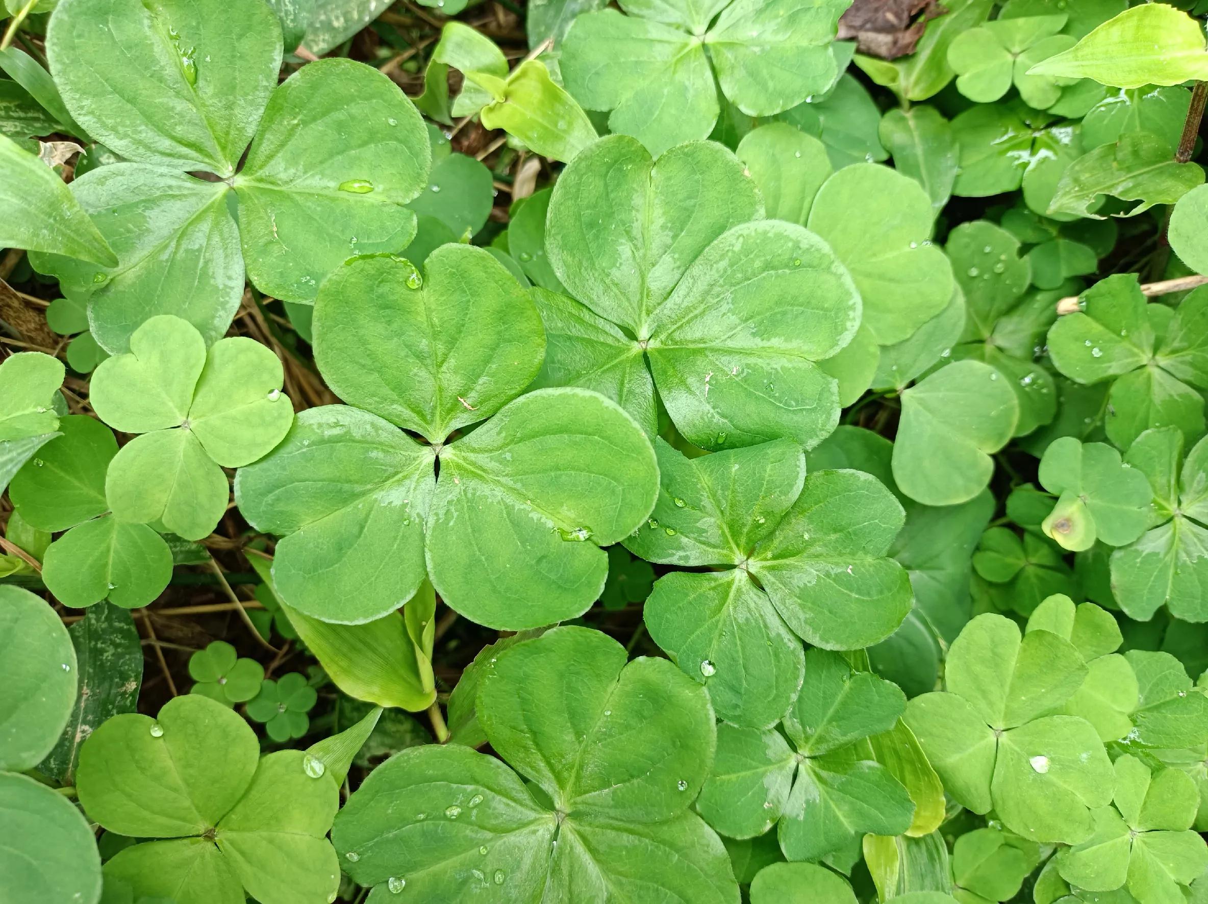 立春以后这种野菜要多吃,立春后的野菜大全