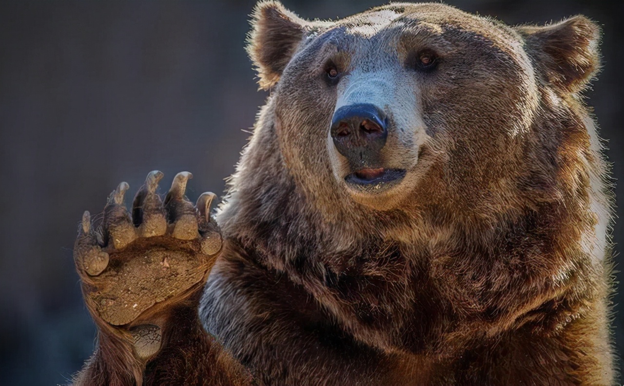 街头出现会写诗的“狗熊”，真相泯灭人性：此非熊而是人