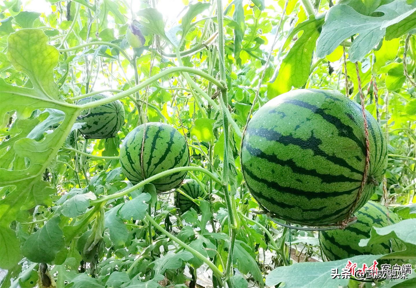 西瓜种植助力农民们增收致富,种植西瓜带动脱贫致富