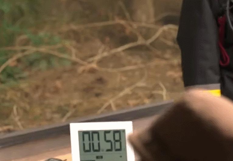 大熊猫香香回国香香出生,大熊猫香香回国后首次露面