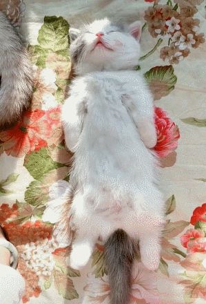 猫会梦到什么呢,猫睡觉都在梦什么