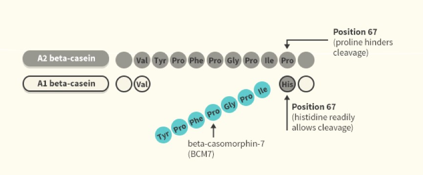 1分钟了解胶原蛋白肽,一分钟了解胶原蛋白