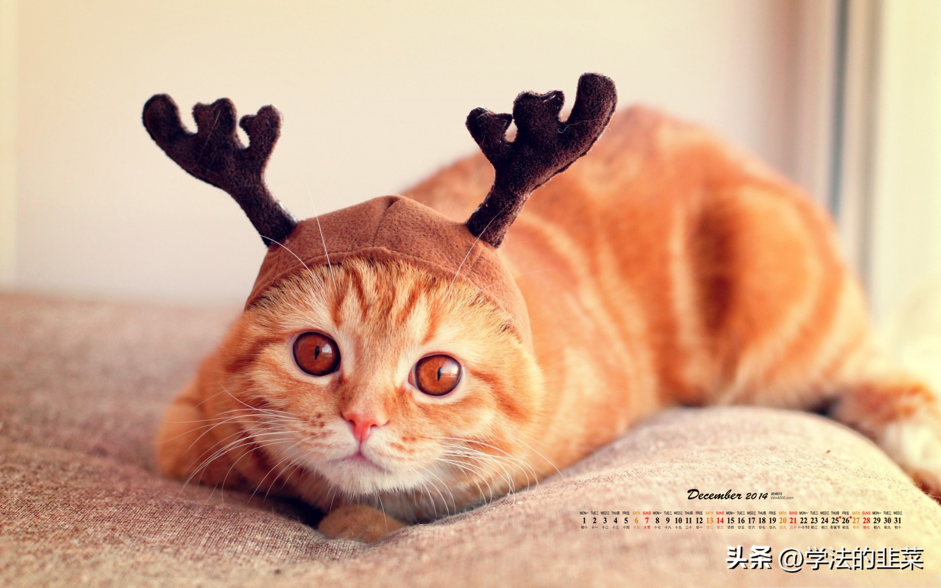 领养猫咪被起诉,领养猫咪买猫粮骗局可以举报嘛