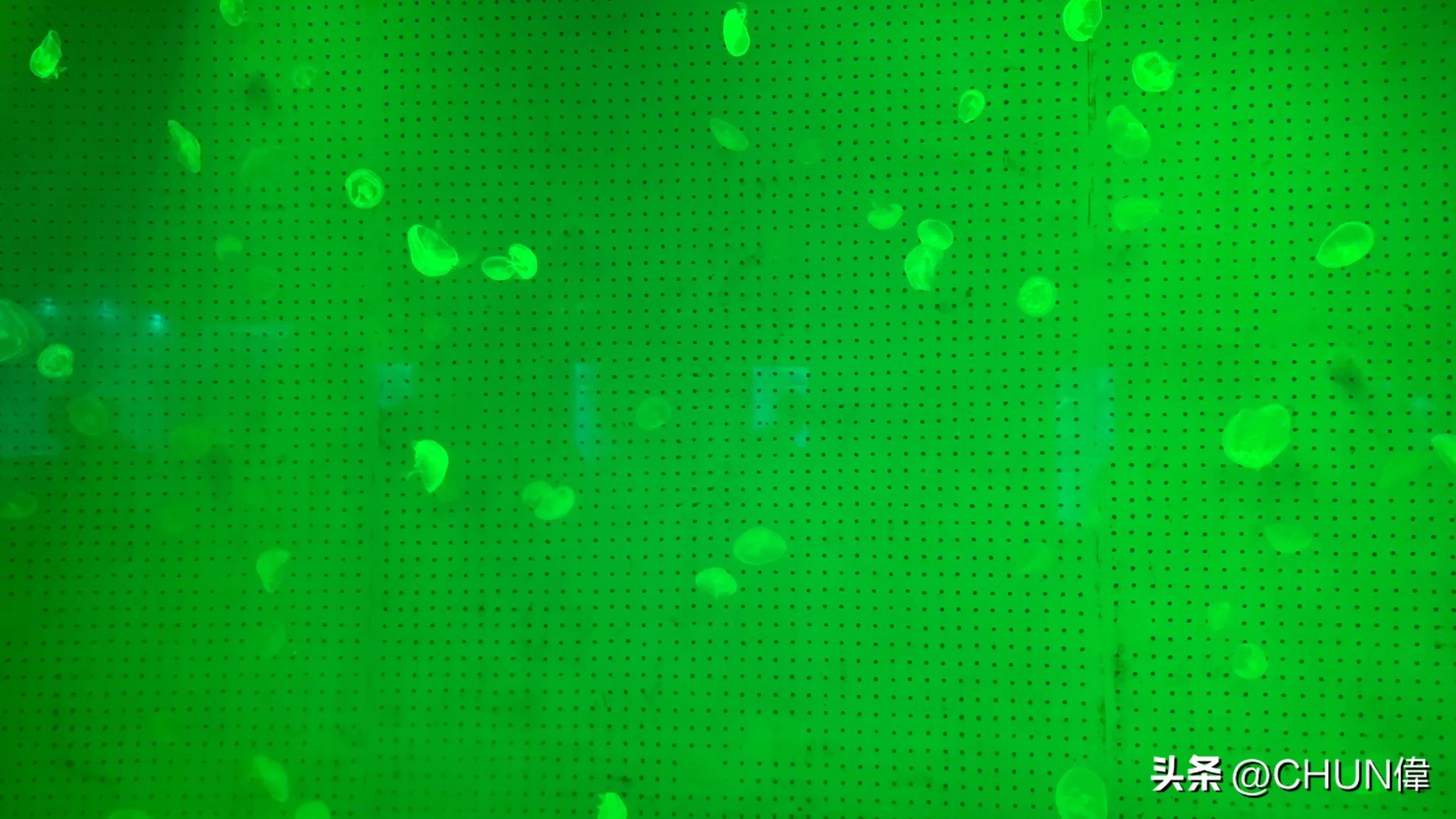 自由行厦门鼓浪屿四天怎么安排,鼓浪屿一日游五一