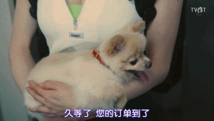 脑洞剧更新！富豪沦为宠物，美*上门女**服务？网友：做梦都不敢想