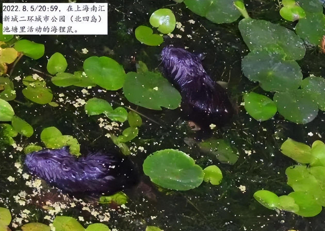 江苏男子花530万买下3只受伤乌龟,放生鳄鱼龟危害