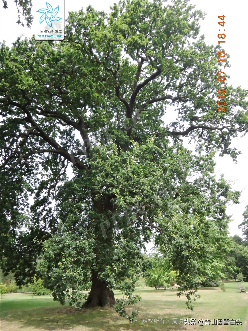 种树经济价值,种树前景如何发展