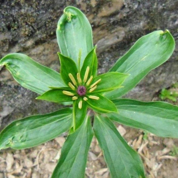七叶一枝花神农四宝,神农七叶一枝花