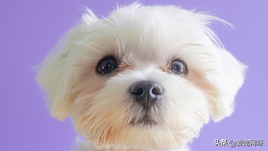 每天了解一只狗阿拉斯加,每天了解一只狗拉布拉多