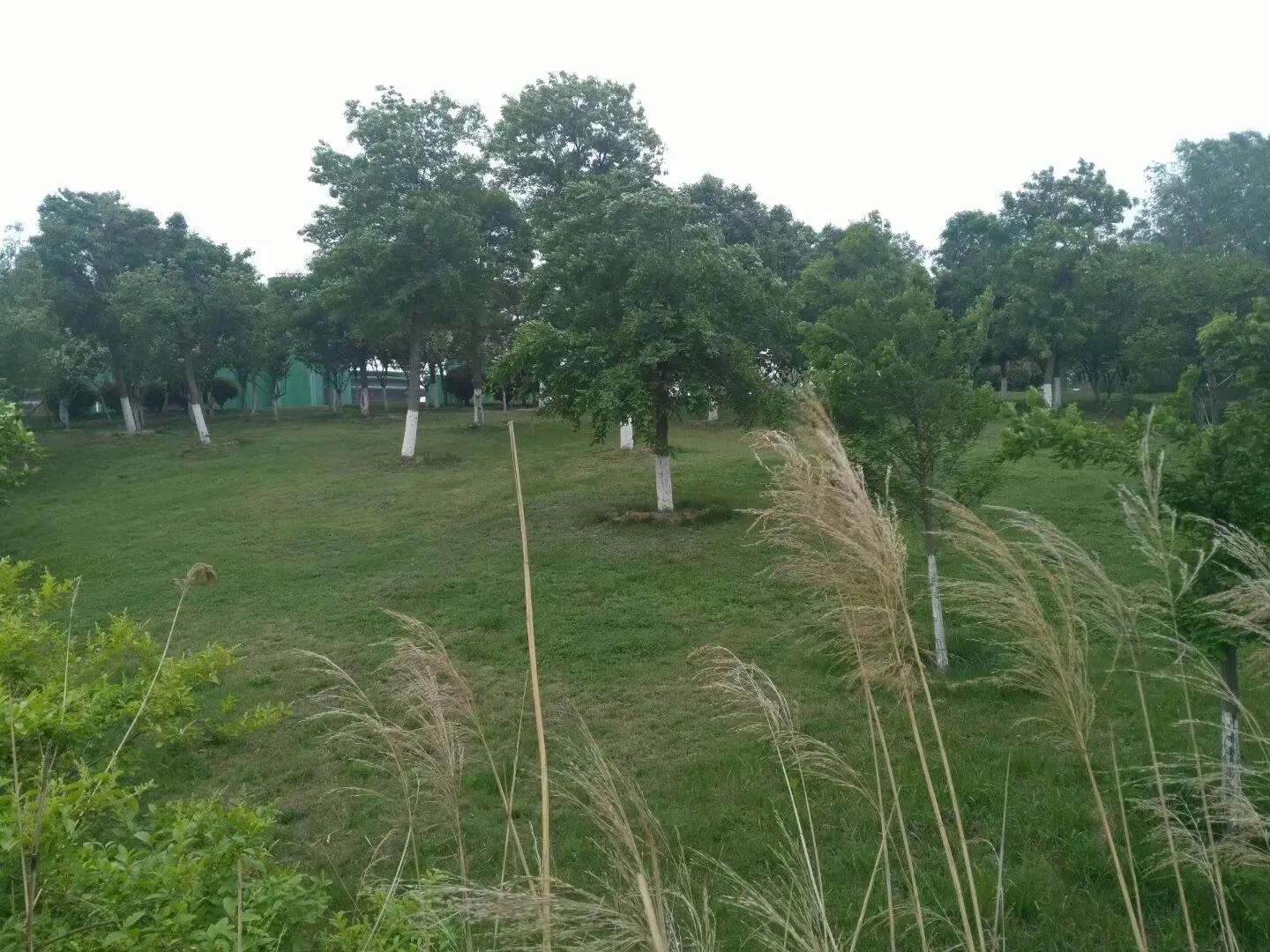 你对秦腔戏曲有什么新的认识,秦腔语言鉴赏札记