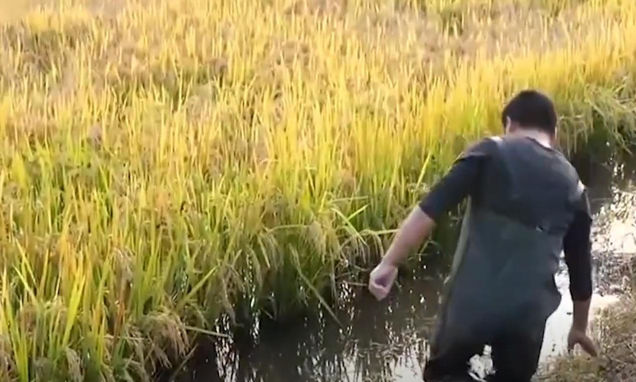 大闸蟹养殖致富路线,自己家如何养殖大闸蟹赚钱