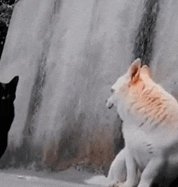 猫做核酸了么,猫核酸检测有必要做吗